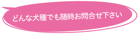 どんな犬種でも随時お問い合わせください
