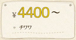 ￥4,400～ チワワ