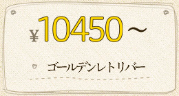￥10,450～ ゴールデンレトリバー